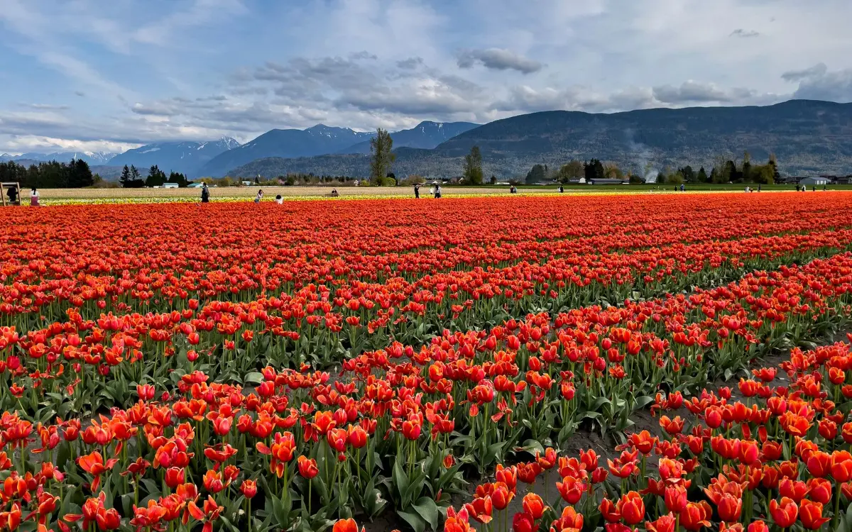 Tulip field with mountains behind in the Fraser Valley