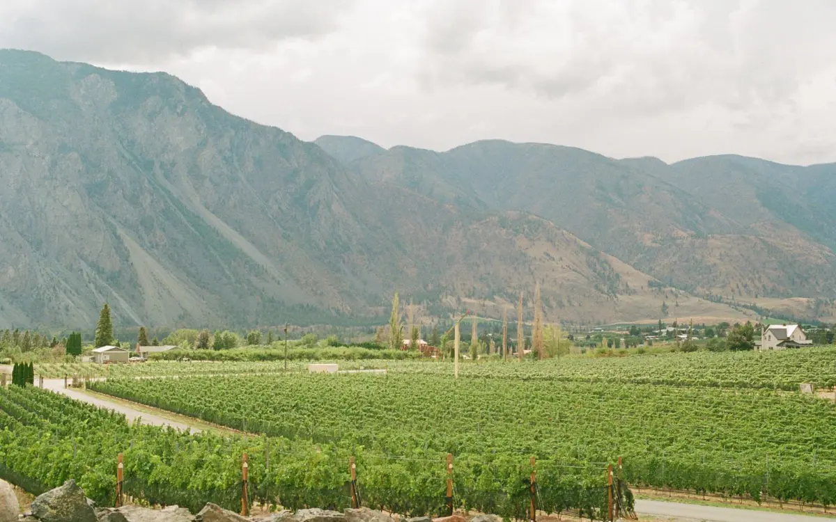 Vineyard rows under the mountains, like the Mt. Lehman wineries we back up