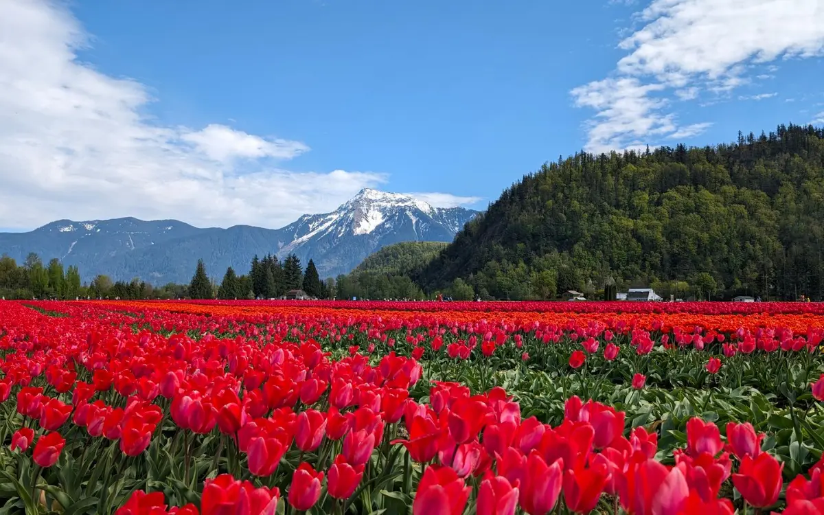 Red tulip field under the Cheam Range in Chilliwack