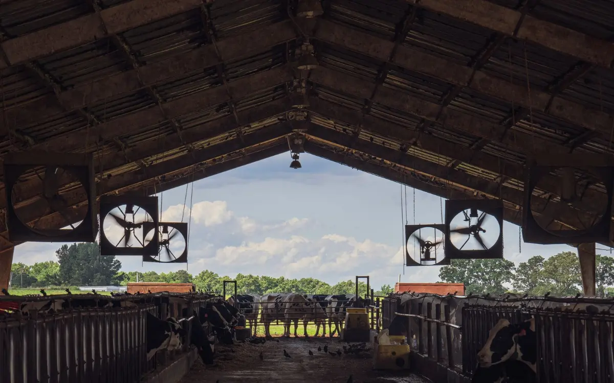 Open barn with big ventilation fans, the kind of livestock load we back up on Sumas Prairie