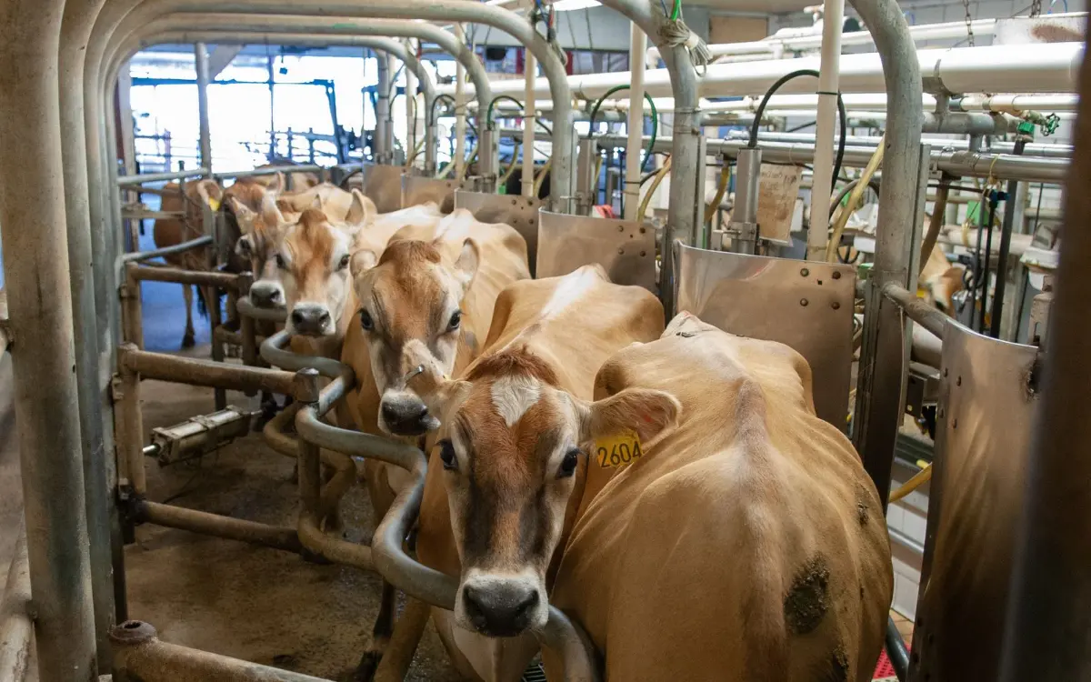 Dairy cows in a milking parlour, the kind of Matsqui Prairie barn load we back up