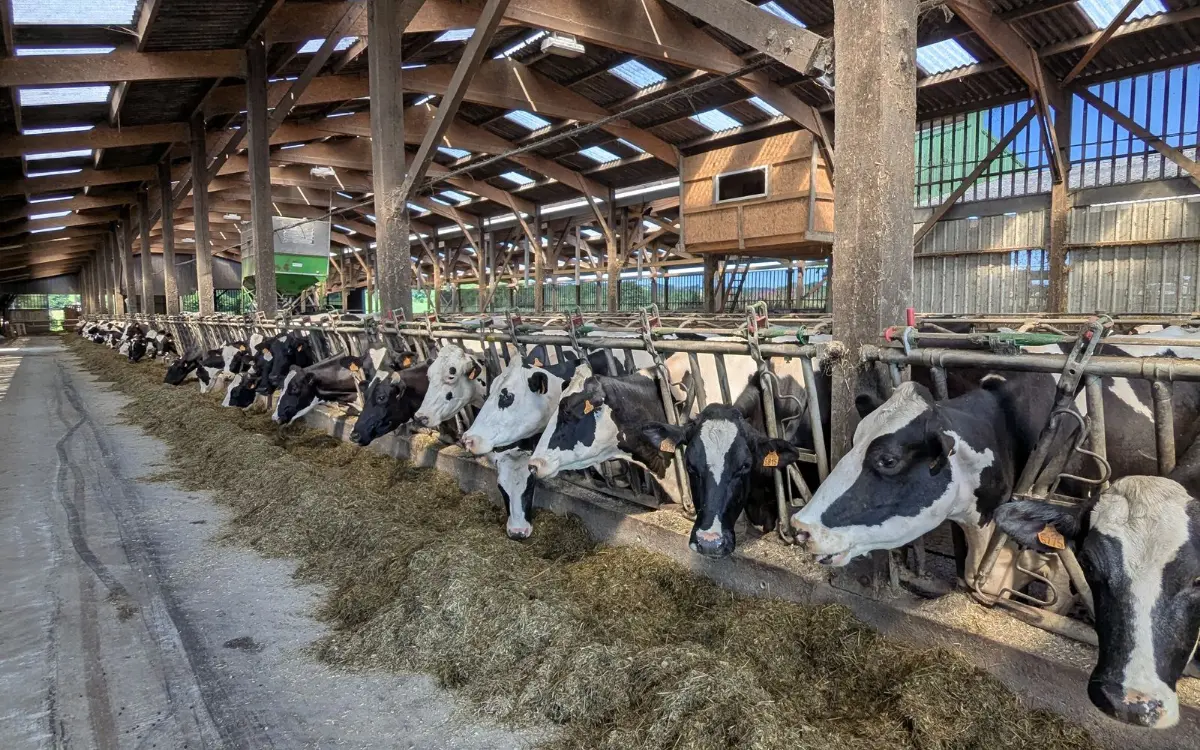 Dairy cows in a barn, the kind of farm load we back up